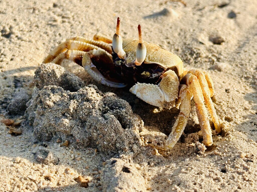 Petit crabe jaune et blanc sur une plage de sable fin à Sumba, sortant de son terrier sous la lumière du soleil.